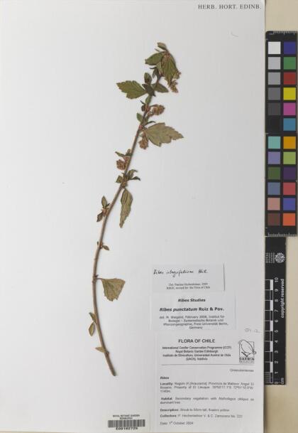 Ribes integrifolium [Espécimen: ]