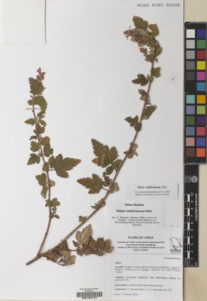 Ribes valdivianum [Espécimen: ]