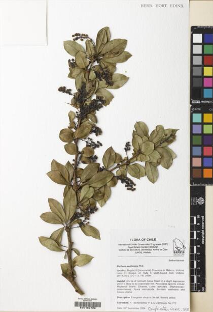 Berberis valdiviana [Espécimen: ]