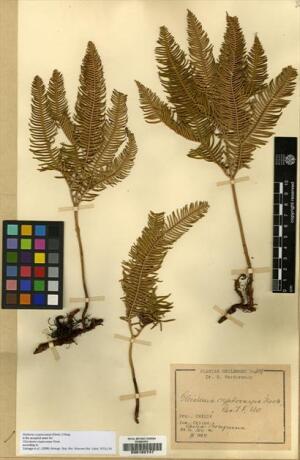 Sticherus cryptocarpus [Espécimen: ]