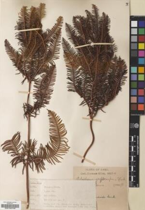 Sticherus cryptocarpus [Espécimen: ]