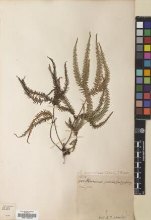 Sticherus squamulosus [Espécimen: ]