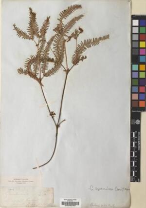 Sticherus squamulosus [Espécimen: ]