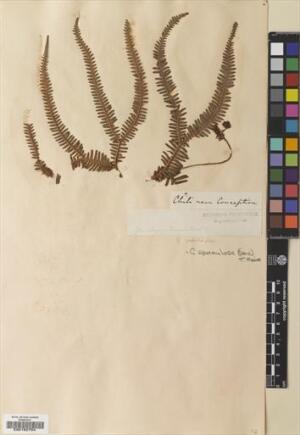 Sticherus squamulosus [Espécimen: ]