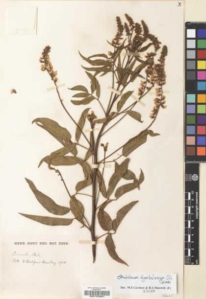 Otholobium glandulosum [Espécimen: ]
