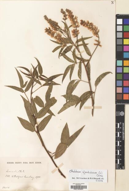 Otholobium glandulosum [Espécimen: ]