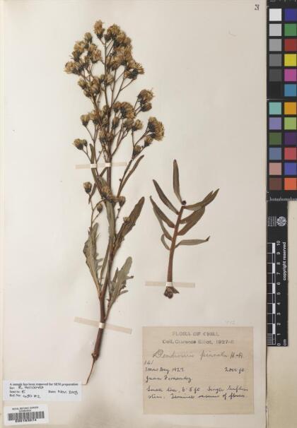 Dendroseris pinnata [Espécimen: ]