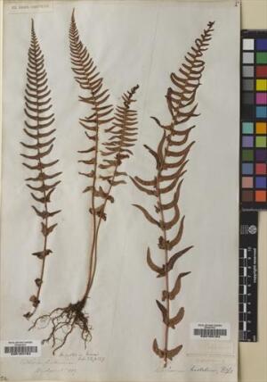 Blechnum hastatum [Espécimen: ]
