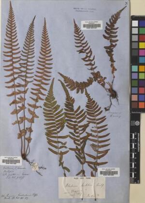 Blechnum hastatum [Espécimen: ]