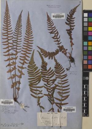 Blechnum hastatum [Espécimen: ]