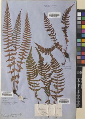 Blechnum hastatum [Espécimen: ]