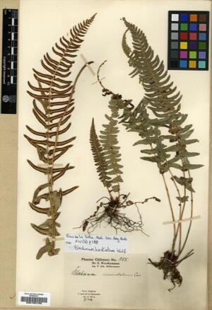 Blechnum hastatum [Espécimen: ]