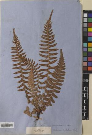 Blechnum hastatum [Espécimen: ]