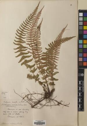 Blechnum hastatum [Espécimen: ]