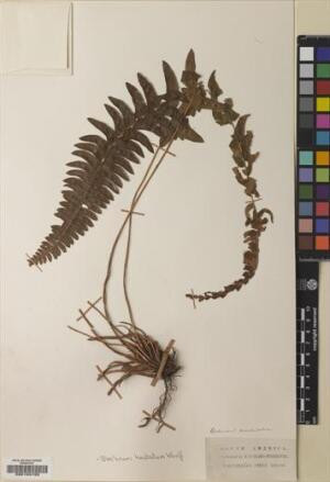 Blechnum hastatum [Espécimen: ]