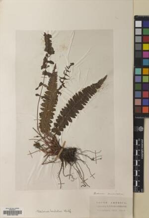 Blechnum hastatum [Espécimen: ]