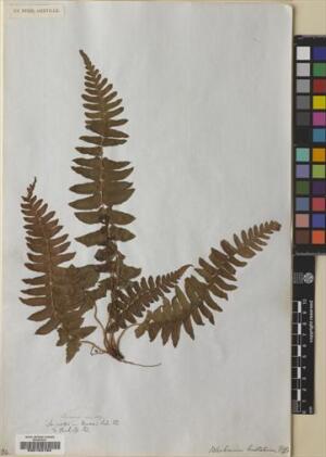 Blechnum hastatum [Espécimen: ]