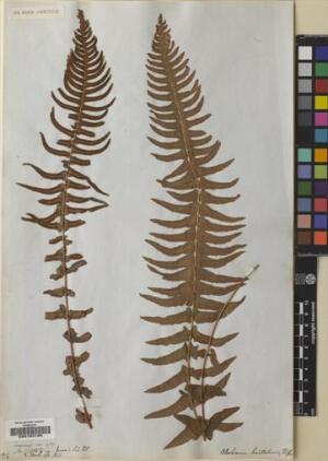 Blechnum hastatum [Espécimen: ]