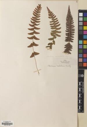 Blechnum hastatum [Espécimen: ]