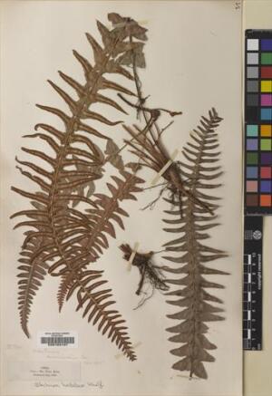 Blechnum hastatum [Espécimen: ]
