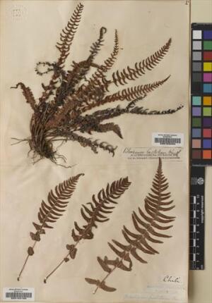 Blechnum hastatum [Espécimen: ]