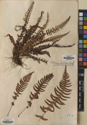 Blechnum hastatum [Espécimen: ]