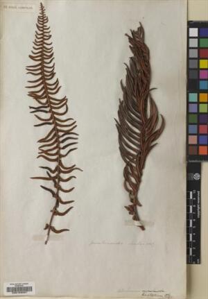Blechnum hastatum [Espécimen: ]