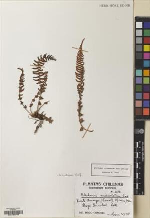 Blechnum hastatum [Espécimen: ]