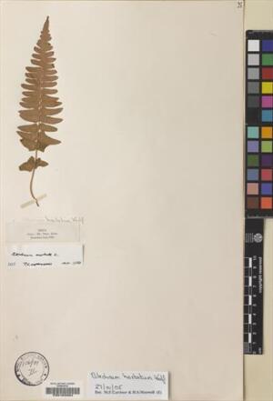 Blechnum hastatum [Espécimen: ]