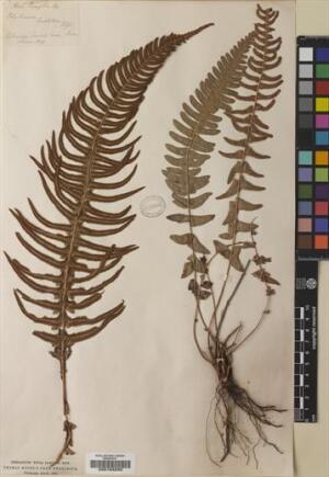 Blechnum hastatum [Espécimen: ]