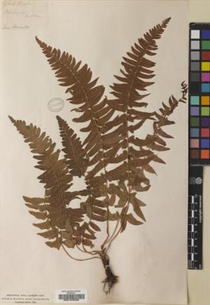 Blechnum hastatum [Espécimen: ]