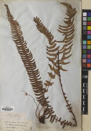 Blechnum hastatum [Espécimen: ]
