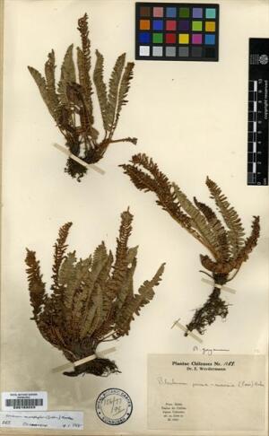Austroblechnum lechleri [Espécimen: ]