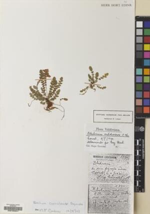 Austroblechnum corralense [Espécimen: ]