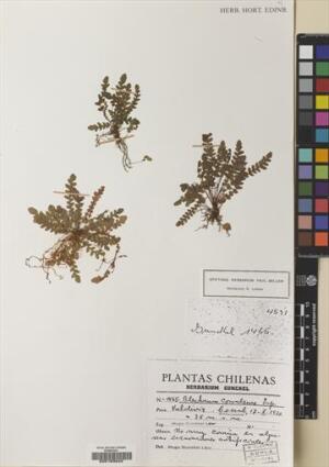 Austroblechnum corralense [Espécimen: ]