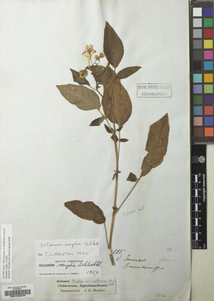 Solanum maglia [Espécimen: ]