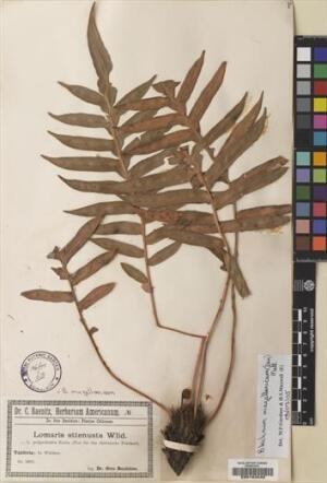 Lomariocycas magellanica [Espécimen: ]