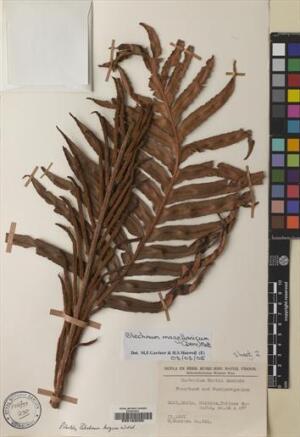 Lomariocycas magellanica [Espécimen: ]