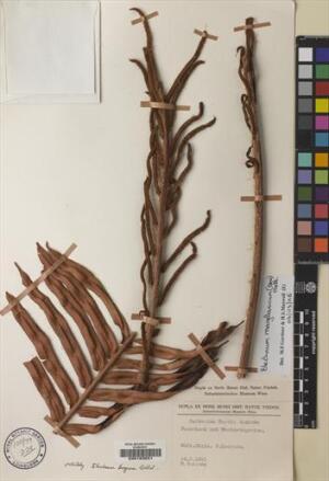 Lomariocycas magellanica [Espécimen: ]