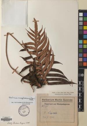 Lomariocycas magellanica [Espécimen: ]