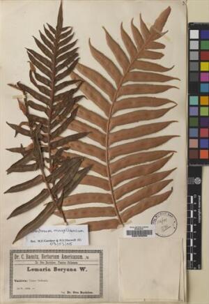 Lomariocycas magellanica [Espécimen: ]