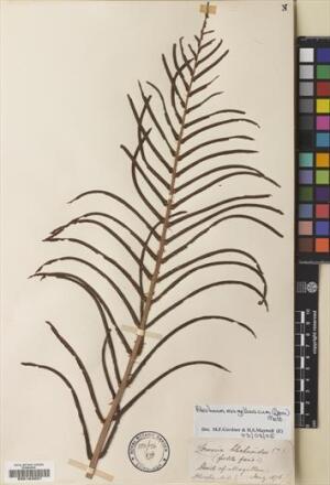 Lomariocycas magellanica [Espécimen: ]