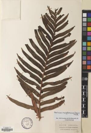 Lomariocycas magellanica [Espécimen: ]