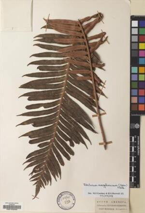 Lomariocycas magellanica [Espécimen: ]