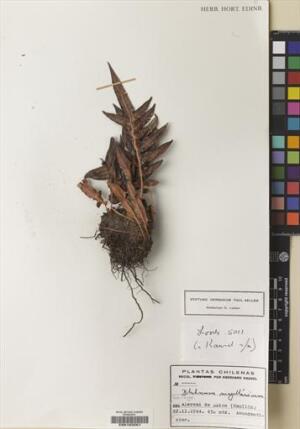Lomariocycas magellanica [Espécimen: ]