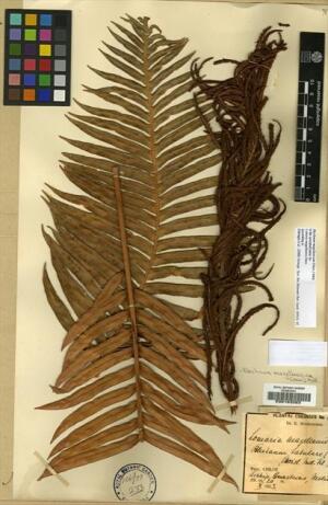 Lomariocycas magellanica [Espécimen: ]