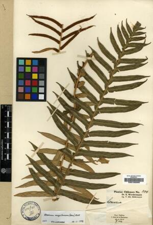 Lomariocycas magellanica [Espécimen: ]