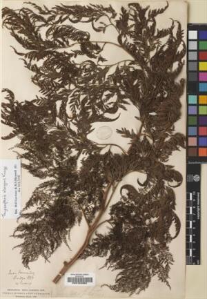 Thyrsopteris elegans [Espécimen: ]