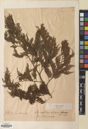 Thyrsopteris elegans [Espécimen: ]