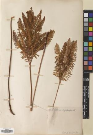 Sticherus cryptocarpus [Espécimen: ]